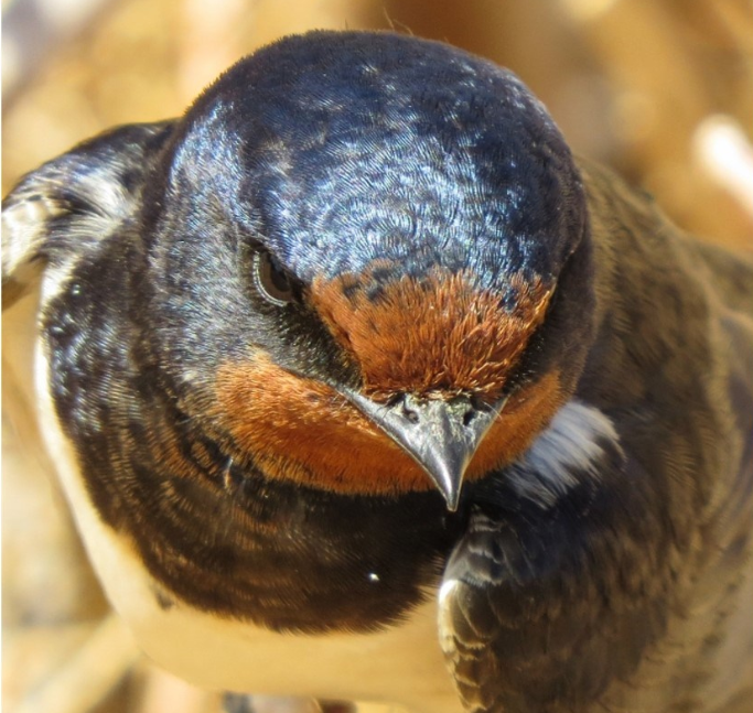 Tour di 10 giorni e 9 notti di birdwatching in Giordania